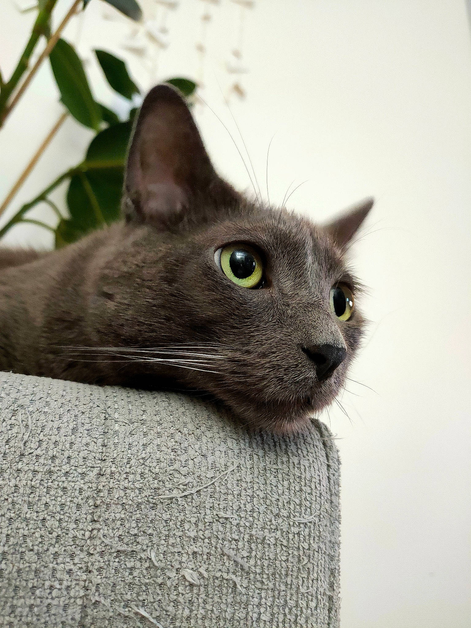 Neiji a rejoint le concours — aidez-le/la à gagner de superbes lots ! carnivore, cat, domestic_short_haired_cat, felidae, fur, grey, plant, russian_blue, small_to_medium_sized_cats, snout, terrestrial_animal, whiskers