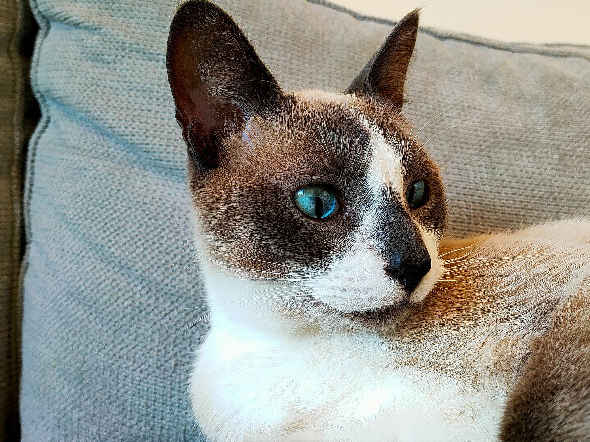 Kirua participe au concours pour gagner de l'argent avec cette photo : carnivore, cat, fawn, felidae, fur, small_to_medium_sized_cats, snout, tail, terrestrial_animal, whiskers