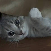 Cukie joined the competition — help win amazing prizes! animal, cat, cozy, curious, cute, domestic_cat, feline, floor, fur, gray_cat, indoor, looking, paw, peeking, pet, resting, soft, tabby, whiskers, young_cat