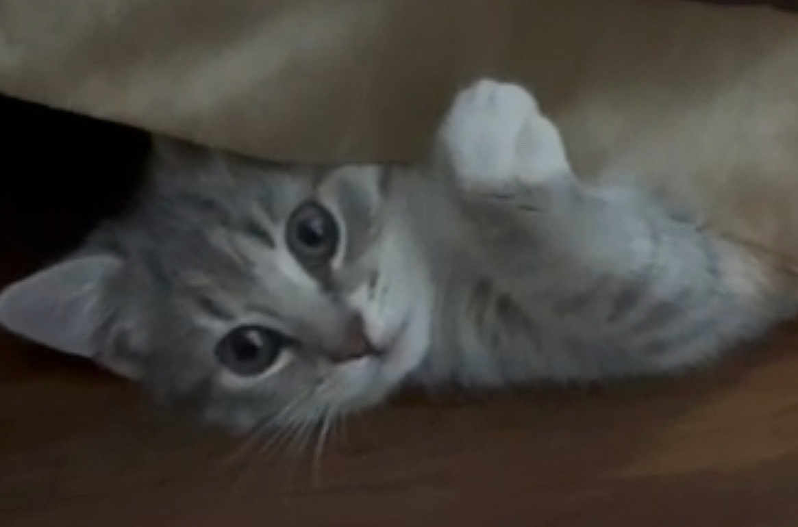 Cukie joined the competition — help win amazing prizes! animal, cat, cozy, curious, cute, domestic_cat, feline, floor, fur, gray_cat, indoor, looking, paw, peeking, pet, resting, soft, tabby, whiskers, young_cat