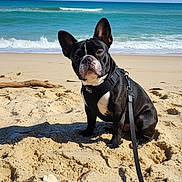 Abu is registered to the contest to win money with this photo: dog, beach, sand, ocean, sky, leash, black_and_white, pet, outdoor, water, sunny, calm, animal, nature, daytime, sitting, canine, waves, coast, harness