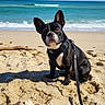 dog, beach, sand, ocean, sky, leash, black_and_white, pet, outdoor, water, sunny, calm, animal, nature, daytime, sitting, canine, waves, coast, harness