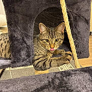 Chuck joined the competition — help win amazing prizes! cat, cat_tree, closeup, curious, ears, fur, golden_eyes, home, indoor, kitten, paw, pet, plush, relaxed, scratching_post, sisal_rope, stripes, tabby, tongue_out, whiskers