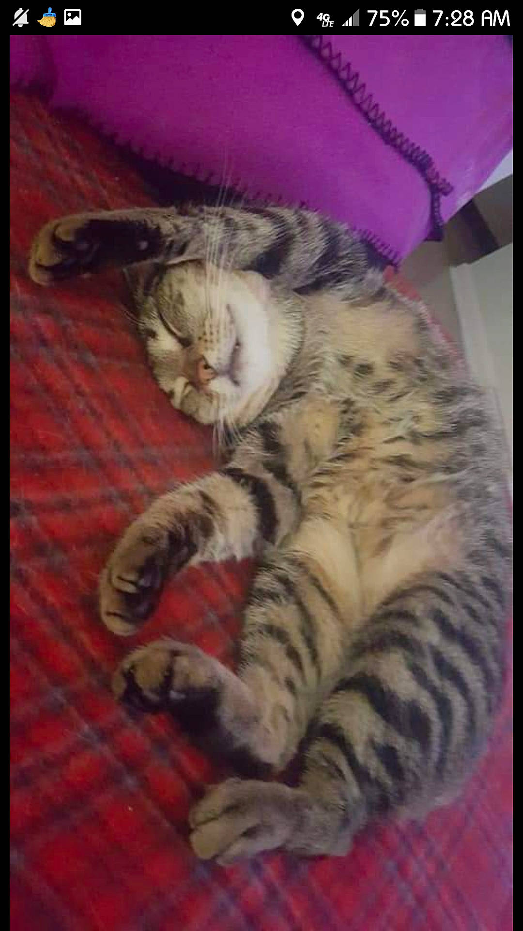 Millie joined the competition — help win amazing prizes! carnivore, cat, claw, comfort, domestic_short_haired_cat, eye, fawn, felidae, foot, fur, hug, nap, paw, sleep, small_to_medium_sized_cats, snout, tail, terrestrial_animal, whiskers, wood