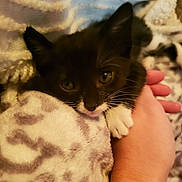 Tolena is registered to the contest to win money with this photo: kitten, cat, black_and_white, paw, hand, blanket, cozy, snuggling, soft_texture, cute, pet, indoor, resting, feline, animal, fur, sleepy, young, domestic, companion