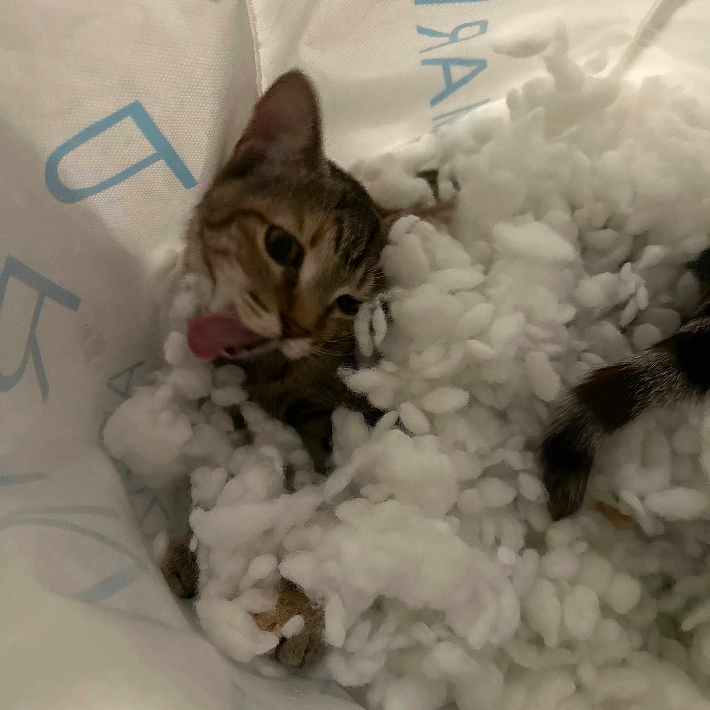 Zuri a rejoint le concours — aidez-le/la à gagner de superbes lots ! cat, kitten, tongue_out, packing_peanuts, white, soft, cozy, playful, feline, pet, animal, closeup, indoor, texture, paw, cute, small, fur, resting, curious