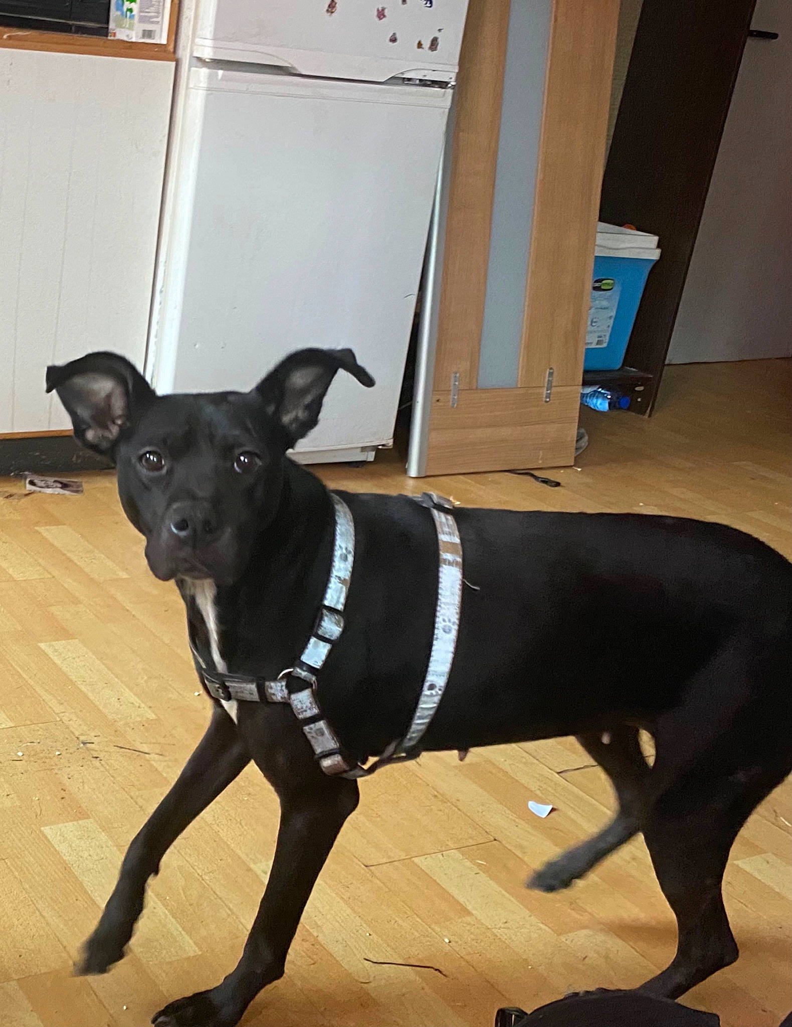 Lola participe au concours pour gagner de l'argent avec cette photo : borador, canidae, carnivore, collar, companion_dog, dog, dog_breed, dog_collar, dog_supply, fawn, floor, flooring, guard_dog, hardwood, leash, pet_supply, snout, sporting_group, tail, working_animal