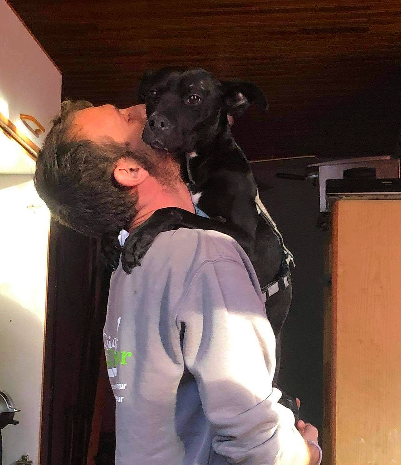 Lola a rejoint le concours — aidez-le/la à gagner de superbes lots ! animal_training, canidae, carnivore, companion_dog, dog, dog_breed, event, fawn, fun, fur, guard_dog, personal_protective_equipment, room, sporting_group, t_shirt, working_animal