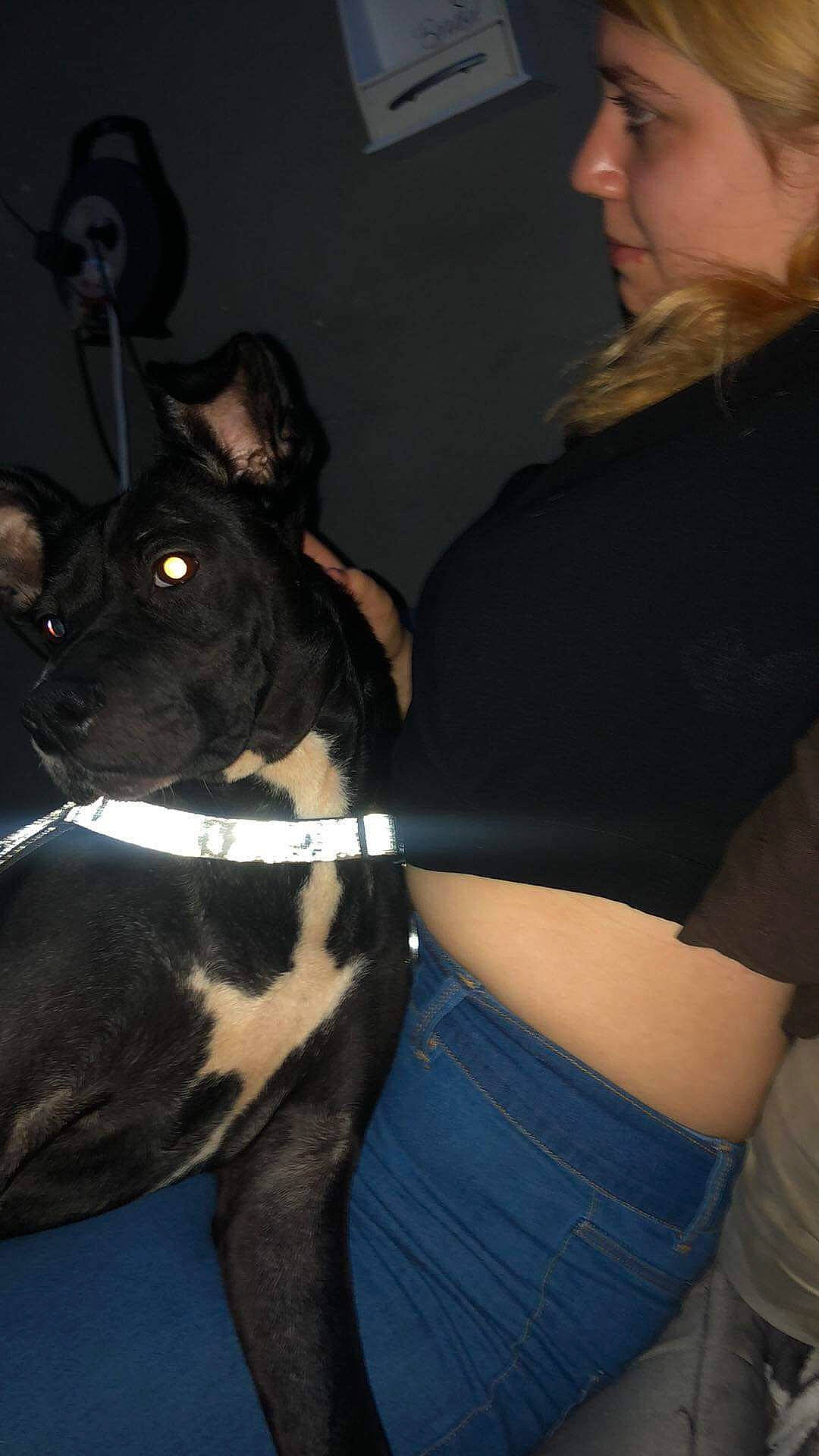 Lola a rejoint le concours — aidez-le/la à gagner de superbes lots ! bull_and_terrier, canidae, carnivore, collar, companion_dog, dog, dog_breed, dog_collar, electric_blue, event, fawn, formal_wear, fur, human_leg, leash, snout, sporting_group, tail, thigh, working_animal