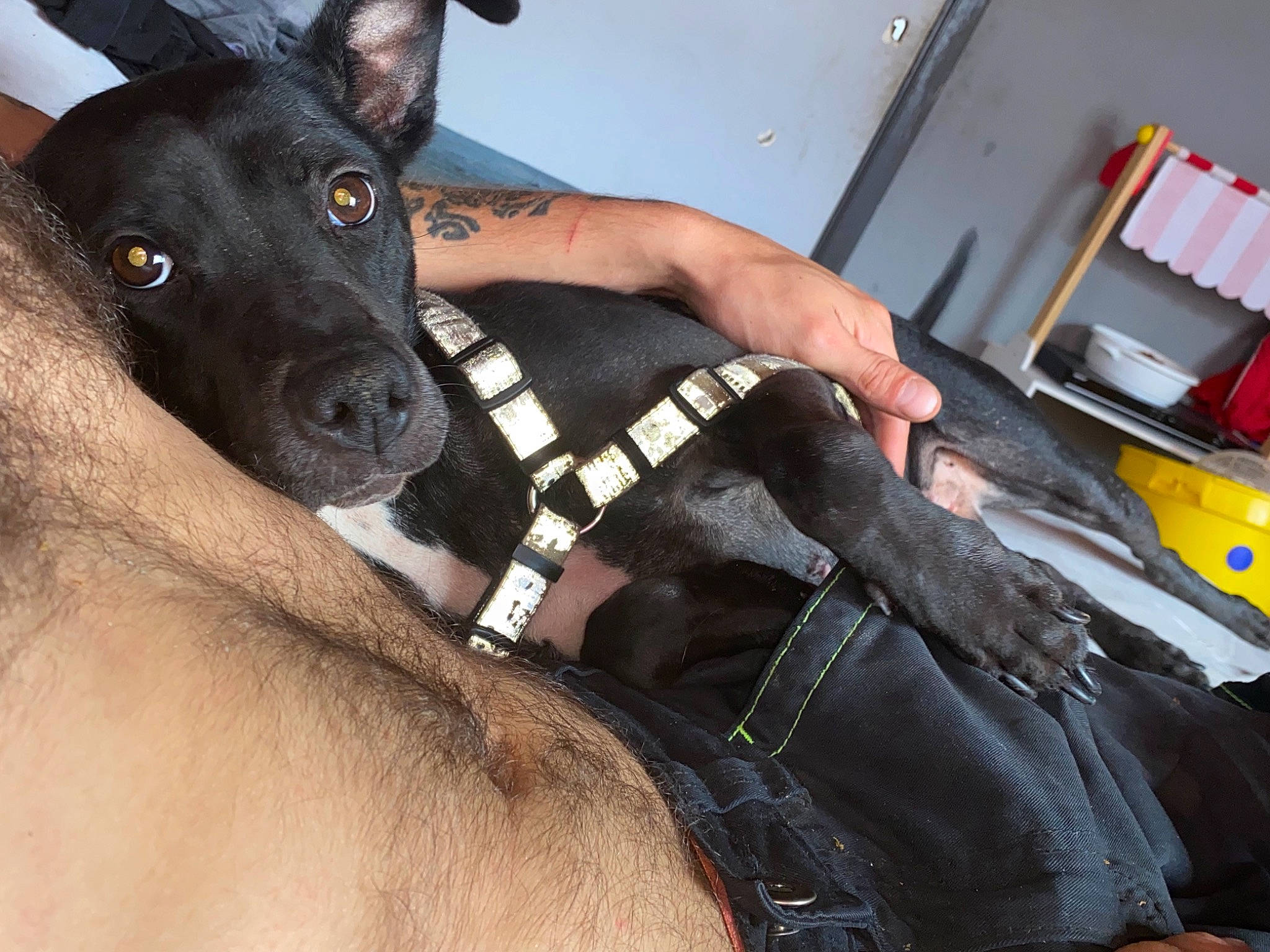 Lola participe au concours pour gagner de l'argent avec cette photo : canidae, carnivore, chest, collar, companion_dog, dog, dog_breed, dog_collar, ear, elbow, fawn, fur, gesture, human_leg, jaw, snout, sporting_group, thigh, working_animal, wrist