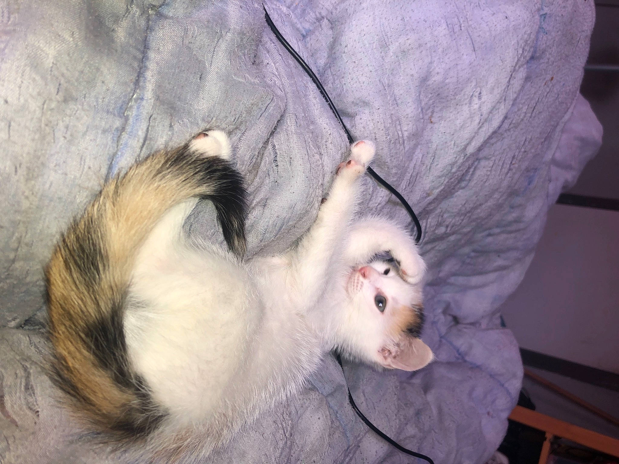 Rebelle participe au concours pour gagner de l'argent avec cette photo : canidae, carnivore, cat, comfort, companion_dog, dog_breed, domestic_short_haired_cat, eyelash, fawn, felidae, fur, iris, jaw, paw, primate, small_to_medium_sized_cats, snout, sporting_group, tail, whiskers