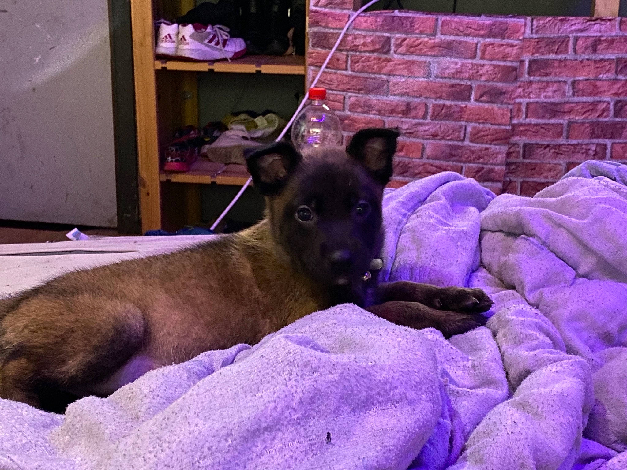 Myra participe au concours pour gagner de l'argent avec cette photo : canidae, carnivore, comfort, companion_dog, dog, dog_breed, dog_supply, electric_blue, fawn, guard_dog, magenta, non_sporting_group, purple, room, shelf, snout, sporting_group, toy_dog, violet, whiskers