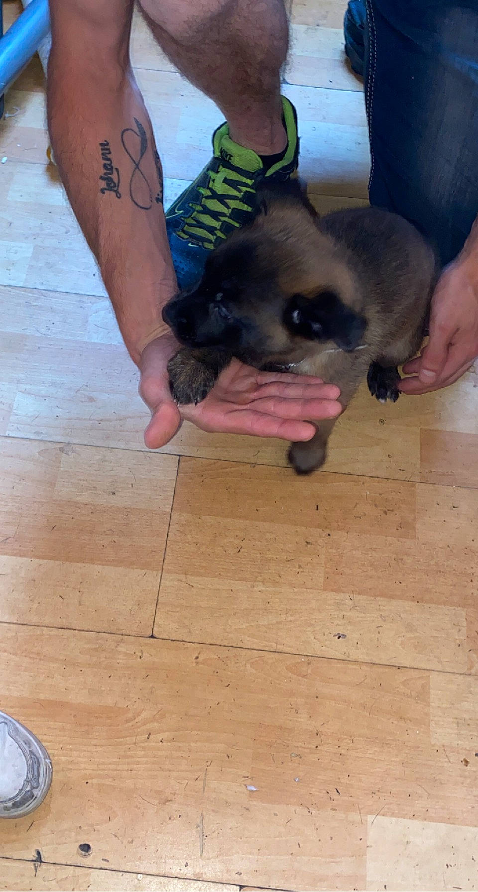 Myra participe au concours pour gagner de l'argent avec cette photo : carnivore, companion_dog, dog, dog_breed, fawn, finger, flooring, foot, gesture, hardwood, laminate_flooring, nail, paw, sporting_group, toy_dog, varnish, wood, wood_flooring, wood_stain, wrist