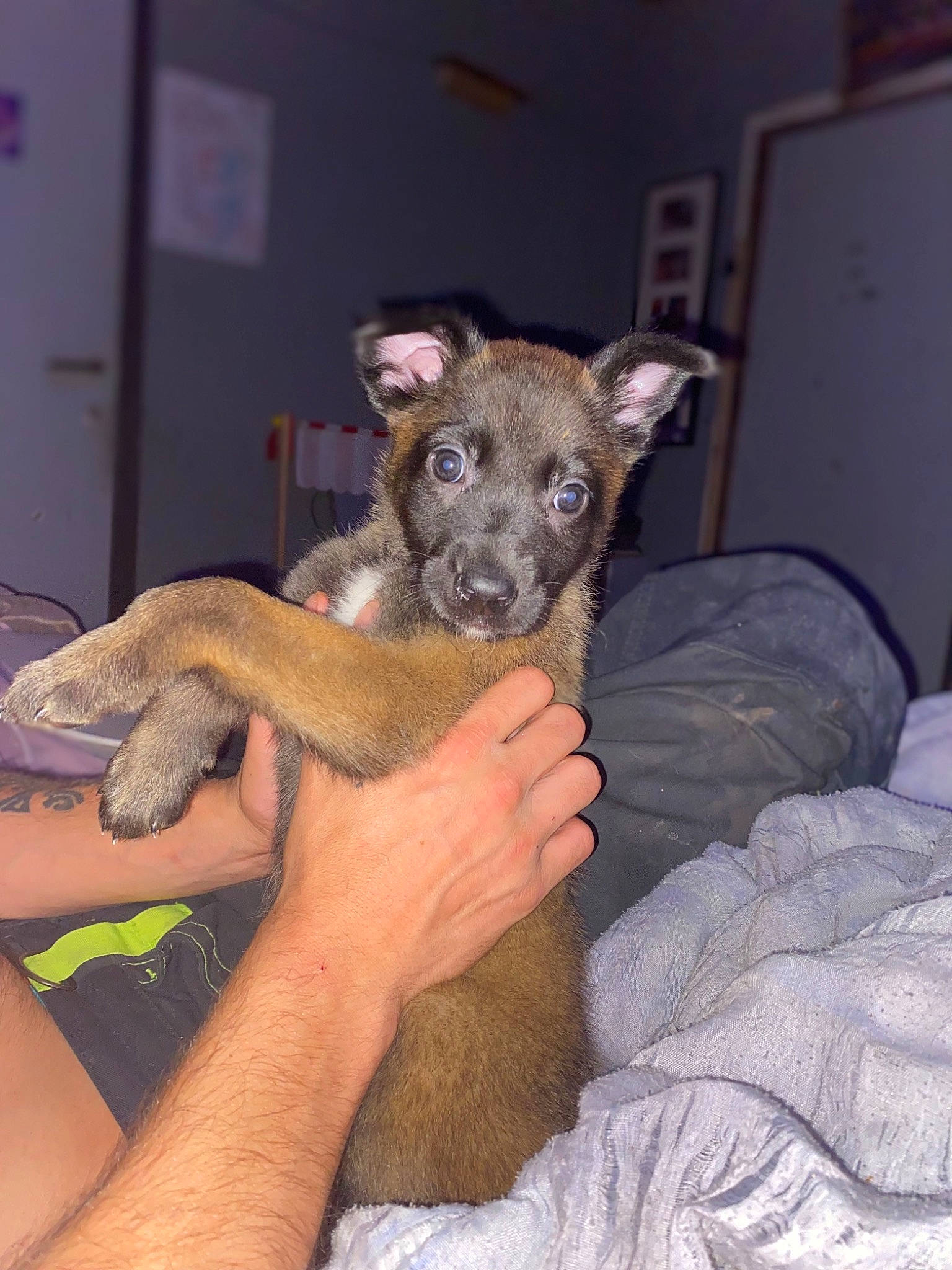 Myra participe au concours pour gagner de l'argent avec cette photo : canidae, carnivore, claw, comfort, companion_dog, dog, dog_breed, ear, fawn, foot, fur, paw, sitting, snout, sporting_group, tail, terrestrial_animal, toy_dog, whiskers, working_animal