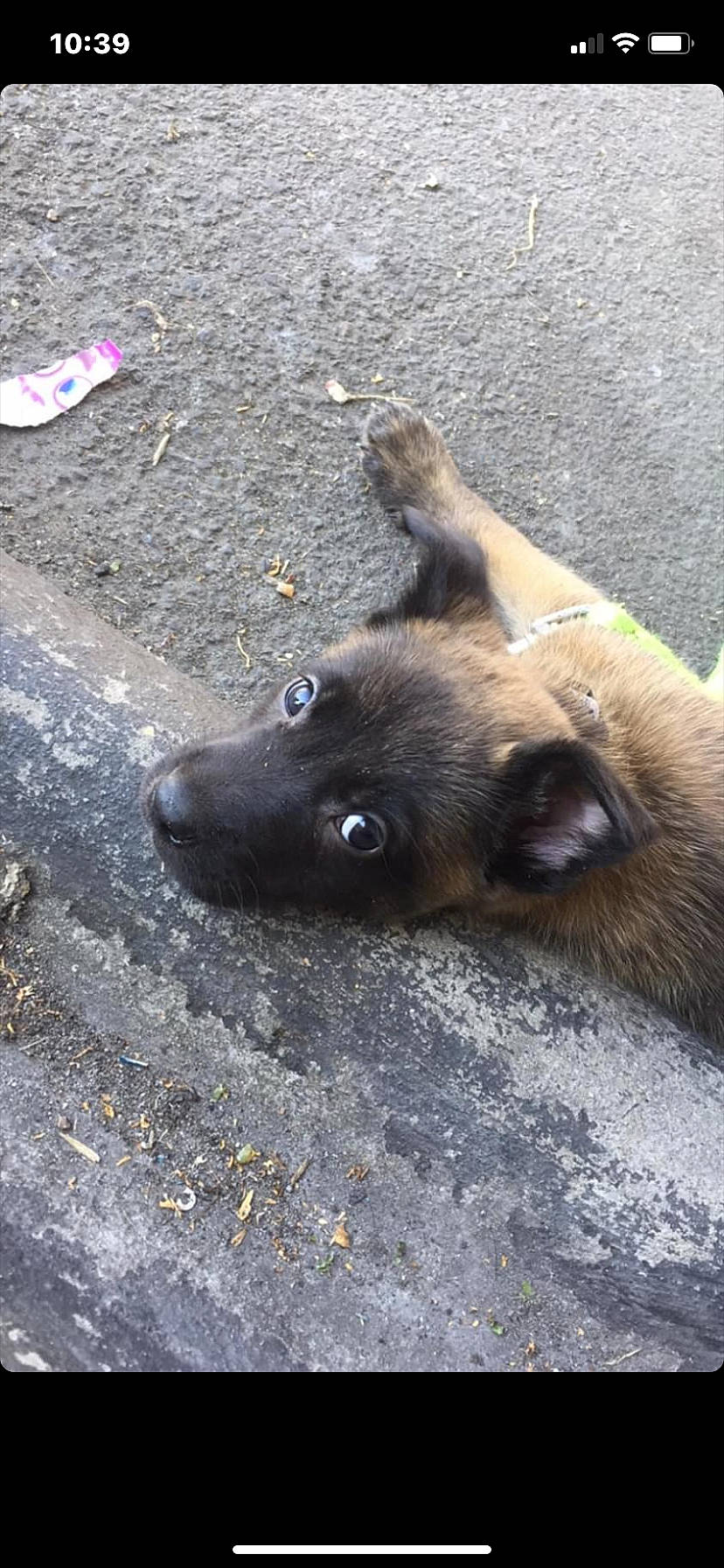 Myra a rejoint le concours — aidez-le/la à gagner de superbes lots ! asphalt, canidae, carnivore, concrete, dog, dog_breed, estrela_mountain_dog, fawn, fur, liver, paw, road_surface, shadow, snout, soil, sporting_group, tar, terrestrial_animal, wildlife, working_animal