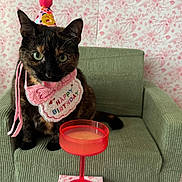 Casca is registered to the contest to win money with this photo: cat, birthday, party_hat, bib, armchair, corduroy, tortoiseshell, green, red_glass, drink, floral_pattern, pink, celebration, pet, indoor, cute, festive, animal, tongue_out, small_furniture