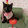 cat, birthday, party_hat, bib, armchair, corduroy, tortoiseshell, green, red_glass, drink, floral_pattern, pink, celebration, pet, indoor, cute, festive, animal, tongue_out, small_furniture