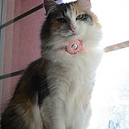 Pebbles is registered to the contest to win money with this photo: animal, backlit, calico, cat, collar, domestic_cat, ears, feline, fluffy, fur, indoor, paws, pet, pink_collar, portrait, sitting, sunlight, whiskers, window, windowsill