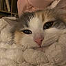 Pebbles Baby is registered to the contest to win money with this photo: cat, close_up, fluffy, sleepy, cozy, blanket, pink_nose, fur, whiskers, indoor, pet, relaxed, cute, face, animal, comfort, soft, resting, warm, domestic