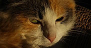 Pebbles Baby is registered to the contest to win money with this photo: cat, close_up, portrait, fluffy, orange_fur, white_fur, gray_fur, whiskers, ears, face, pet, animal, feline, soft_light, dark_background, serene, majestic, indoor, resting, cute