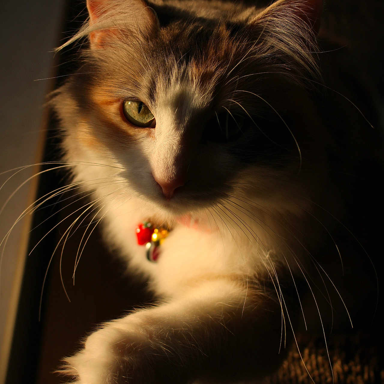 Pebbles Baby is registered to the contest to win money with this photo: cat, feline, pet, whiskers, paw, fur, portrait, closeup, animal, domestic_animal, indoor, collar, focused, moody_lighting, shadow, yellow_eyes, cute, fluffy, relaxed, curious