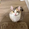 Pebbles Baby joined the competition — help win amazing prizes! cat, calico_cat, fluffy, pet, indoor, floor, mat, curious, looking_up, whiskers, ears, pink_nose, yellow_eyes, feline, domestic_animal, fur, home, wooden_floor, clean, cute