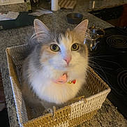 Pebbles Baby is registered to the contest to win money with this photo: cat, calico, basket, kitchen, countertop, pet, feline, collar, domestic_animal, curious, indoor, fur, whiskers, ears, eyes, household, container, cozy, tabletop, cute