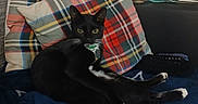 Charlie is registered to the contest to win money with this photo: cat, black_cat, indoor, couch, pillow, plaid, blanket, relaxed, pet, animal, feline, domestic, fur, whiskers, collar, resting, cozy, home, curious, seated