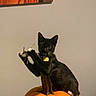 black_cat, cat, pumpkin, toy_mouse, indoor, pet, animal, playful, orange, wall, artwork, curious, whiskers, claws, sitting, feline, domestic_cat, cute, small_toy, table