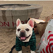 Hank is registered to the contest to win money with this photo: dog, french_bulldog, beach, sand, jacket, plaid, concrete, fire_pit, shopping_bags, cloudy_sky, pet, leash, smiling, outdoor, animal, cute, small_dog, happy, daytime, nature