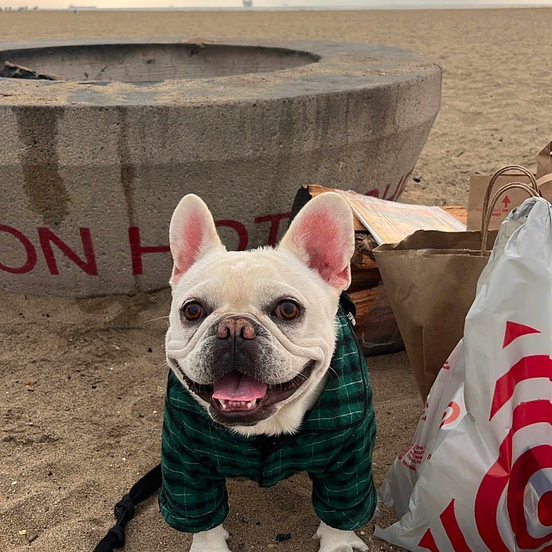 Hank is registered to the contest to win money with this photo: dog, french_bulldog, beach, sand, jacket, plaid, concrete, fire_pit, shopping_bags, cloudy_sky, pet, leash, smiling, outdoor, animal, cute, small_dog, happy, daytime, nature