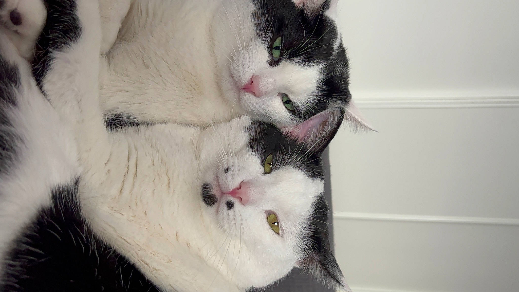 Merlin participe au concours pour gagner de l'argent avec cette photo : animal_shelter, carnivore, cat, claw, domestic_short_haired_cat, eyelash, felidae, fur, paw, small_to_medium_sized_cats, snout, tail, whiskers