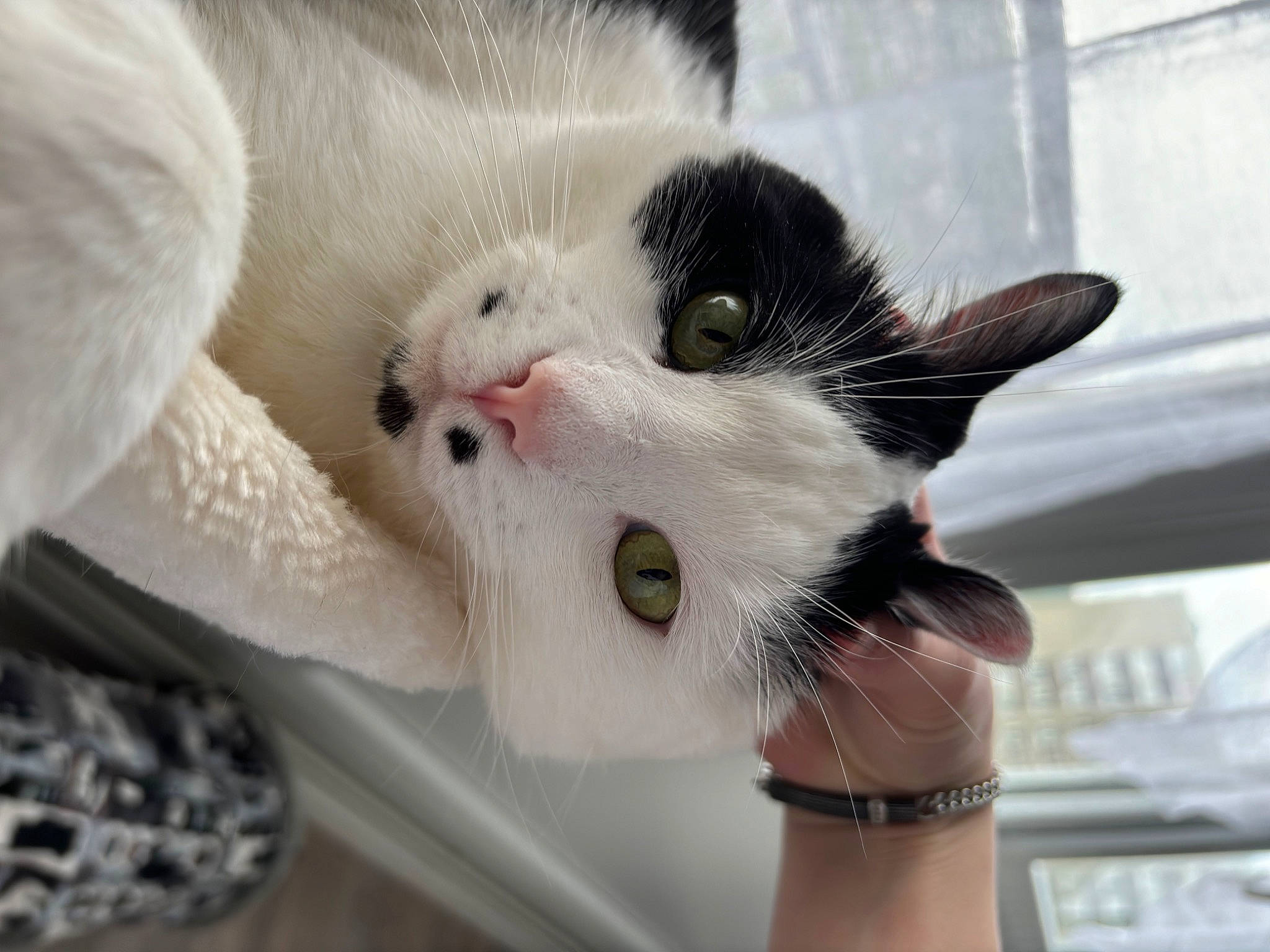 Merlin participe au concours pour gagner de l'argent avec cette photo : canidae, carnivore, cat, claw, domestic_short_haired_cat, eyelash, felidae, foot, fur, jewellery, nail, paw, photo_caption, small_to_medium_sized_cats, snout, tail, toy, watch, whiskers, window