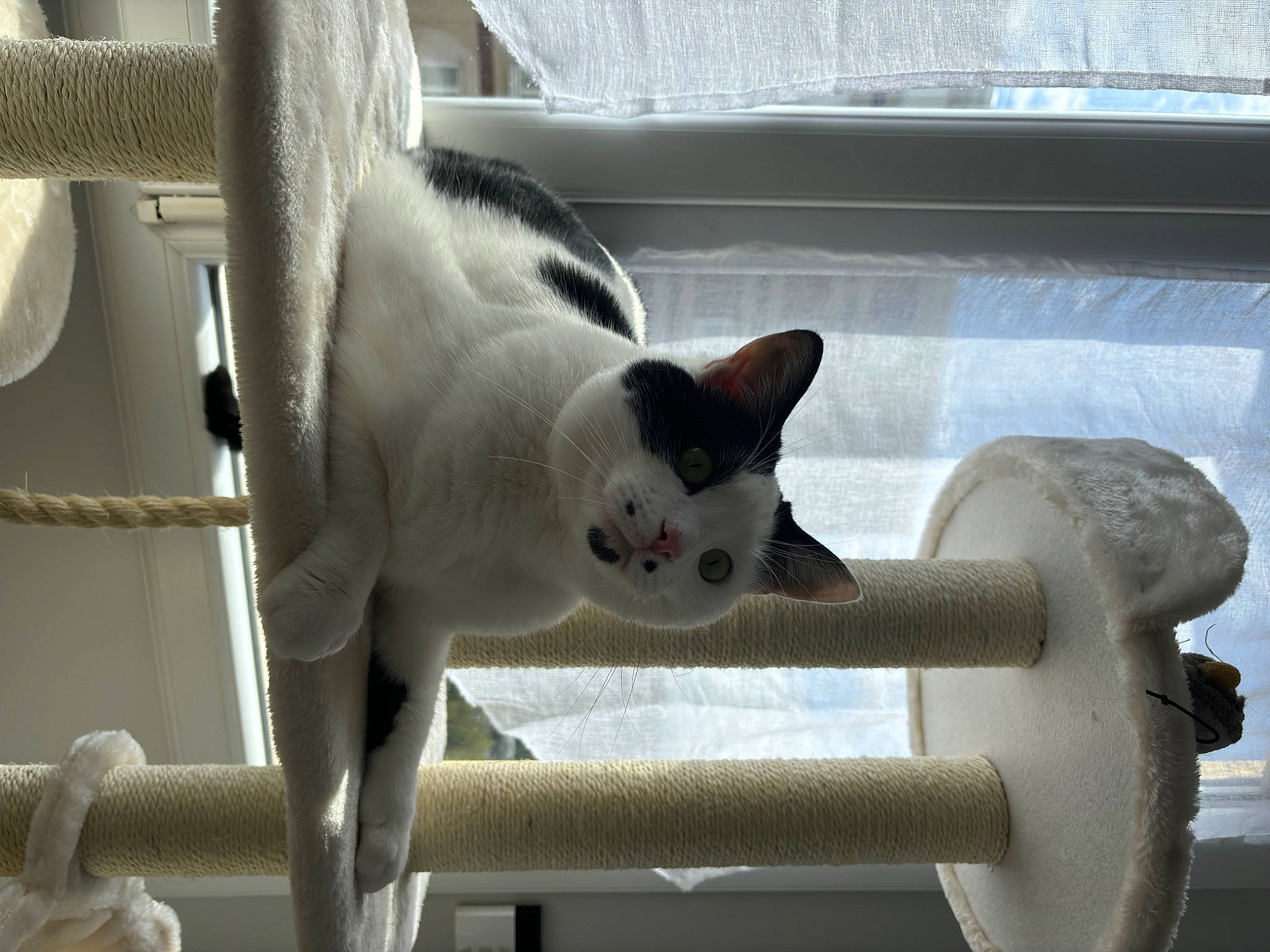 Merlin a rejoint le concours — aidez-le/la à gagner de superbes lots ! animal_shelter, carnivore, cat, domestic_short_haired_cat, fawn, felidae, fur, gas, metal, paw, small_to_medium_sized_cats, snout, tail, terrestrial_animal, whiskers, white