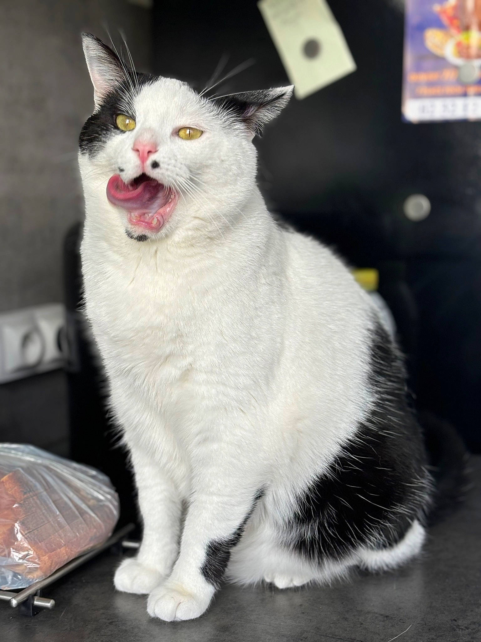 Merlin participe au concours pour gagner de l'argent avec cette photo : art, carnivore, cat, claw, domestic_short_haired_cat, eye, fang, felidae, foot, fur, paw, photo_caption, sitting, small_to_medium_sized_cats, smile, snout, tail, whiskers, window, yawn