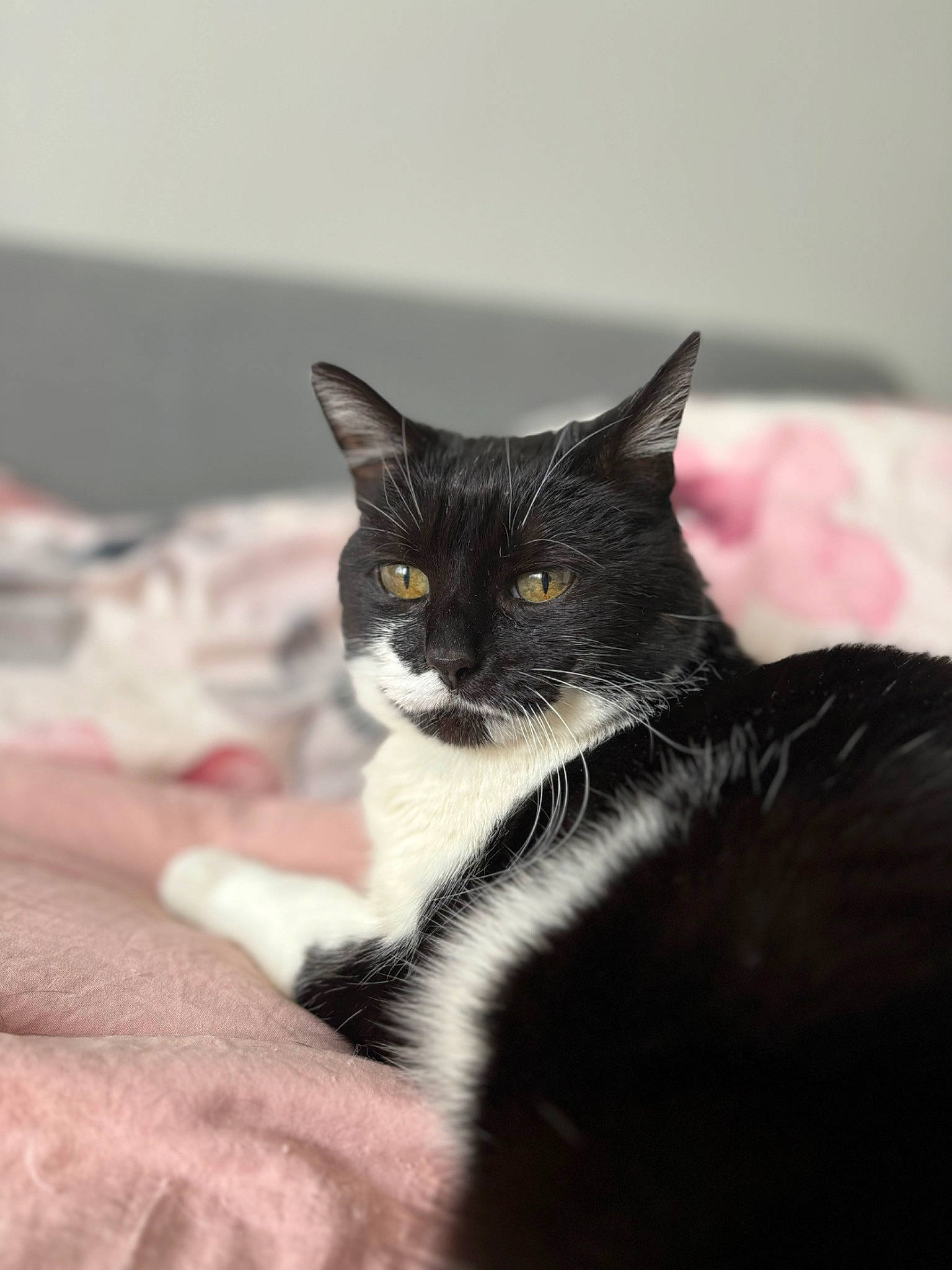 Easy participe au concours pour gagner de l'argent avec cette photo : black_cat, carnivore, cat, comfort, domestic_short_haired_cat, ear, felidae, fur, grey, linens, monochrome_photography, sitting, small_to_medium_sized_cats, snout, tail, whiskers