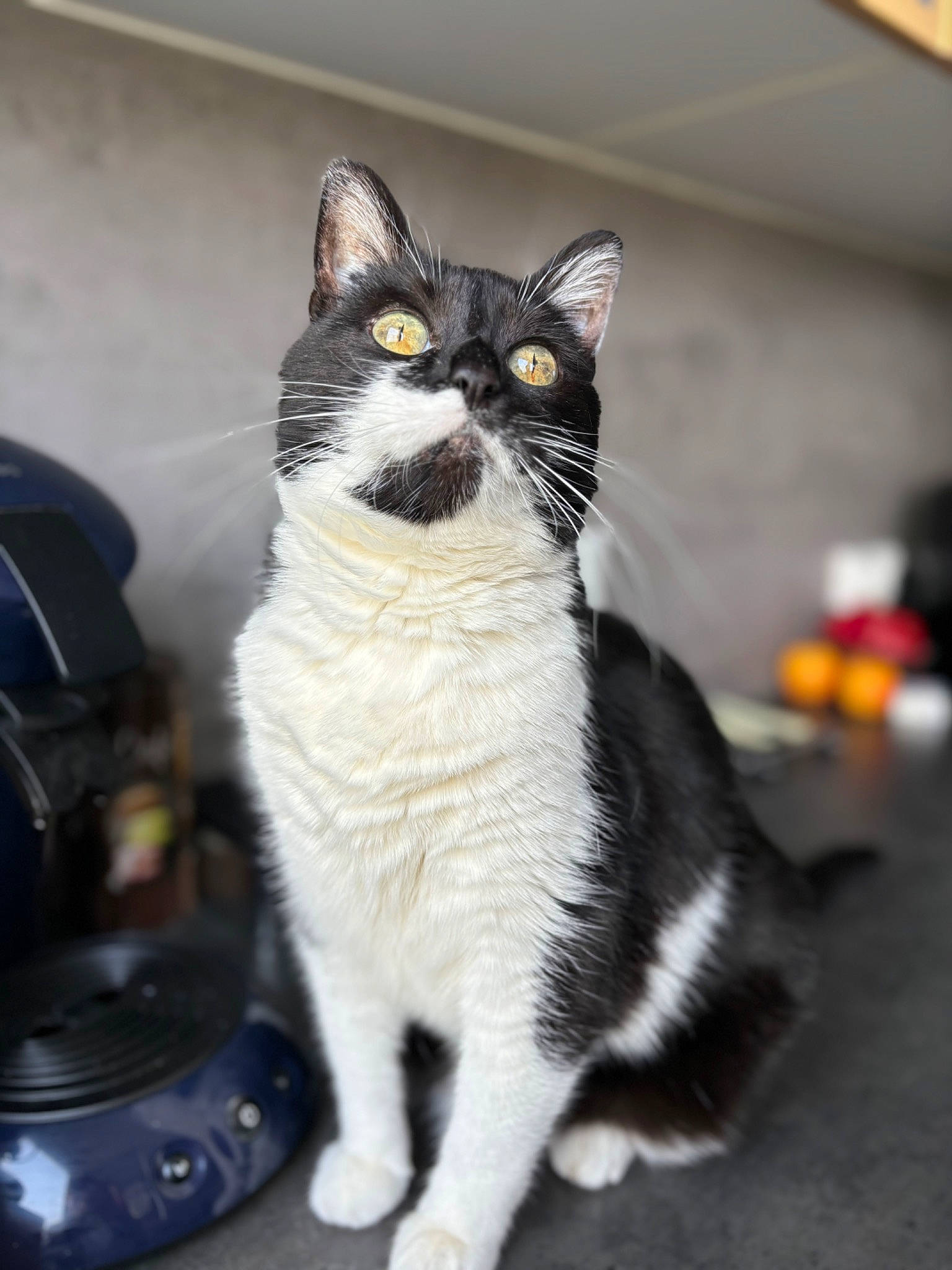 Easy participe au concours pour gagner de l'argent avec cette photo : carnivore, cat, domestic_short_haired_cat, felidae, formal_wear, fur, paw, sitting, small_to_medium_sized_cats, snout, tail, whiskers, windshield