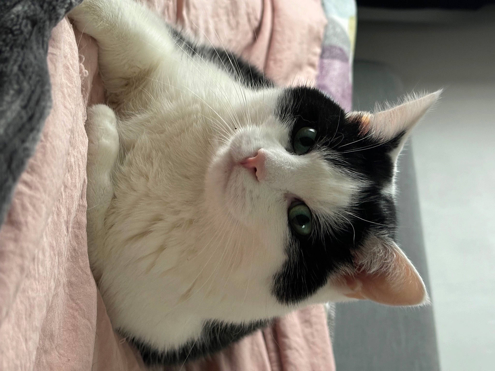 Milou a rejoint le concours — aidez-le/la à gagner de superbes lots ! carnivore, cat, claw, comfort, domestic_short_haired_cat, ear, eye, eyelash, felidae, foot, fur, paw, small_to_medium_sized_cats, snout, tail, whiskers, window