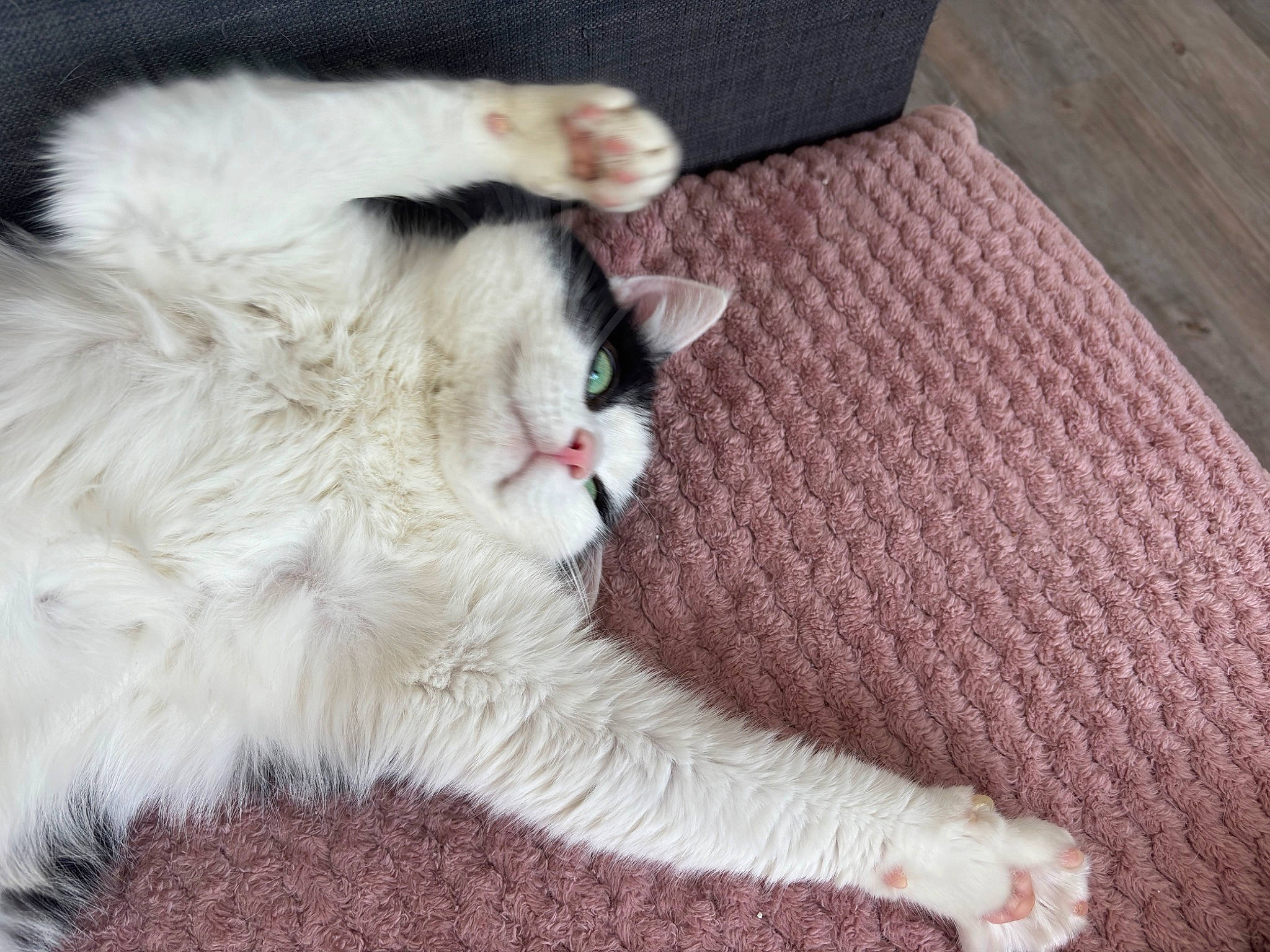 Milou participe au concours pour gagner de l'argent avec cette photo : carnivore, cat, claw, comfort, couch, domestic_short_haired_cat, fawn, felidae, foot, fur, hardwood, nap, paw, sleep, small_to_medium_sized_cats, snout, tail, terrestrial_animal, whiskers, wood