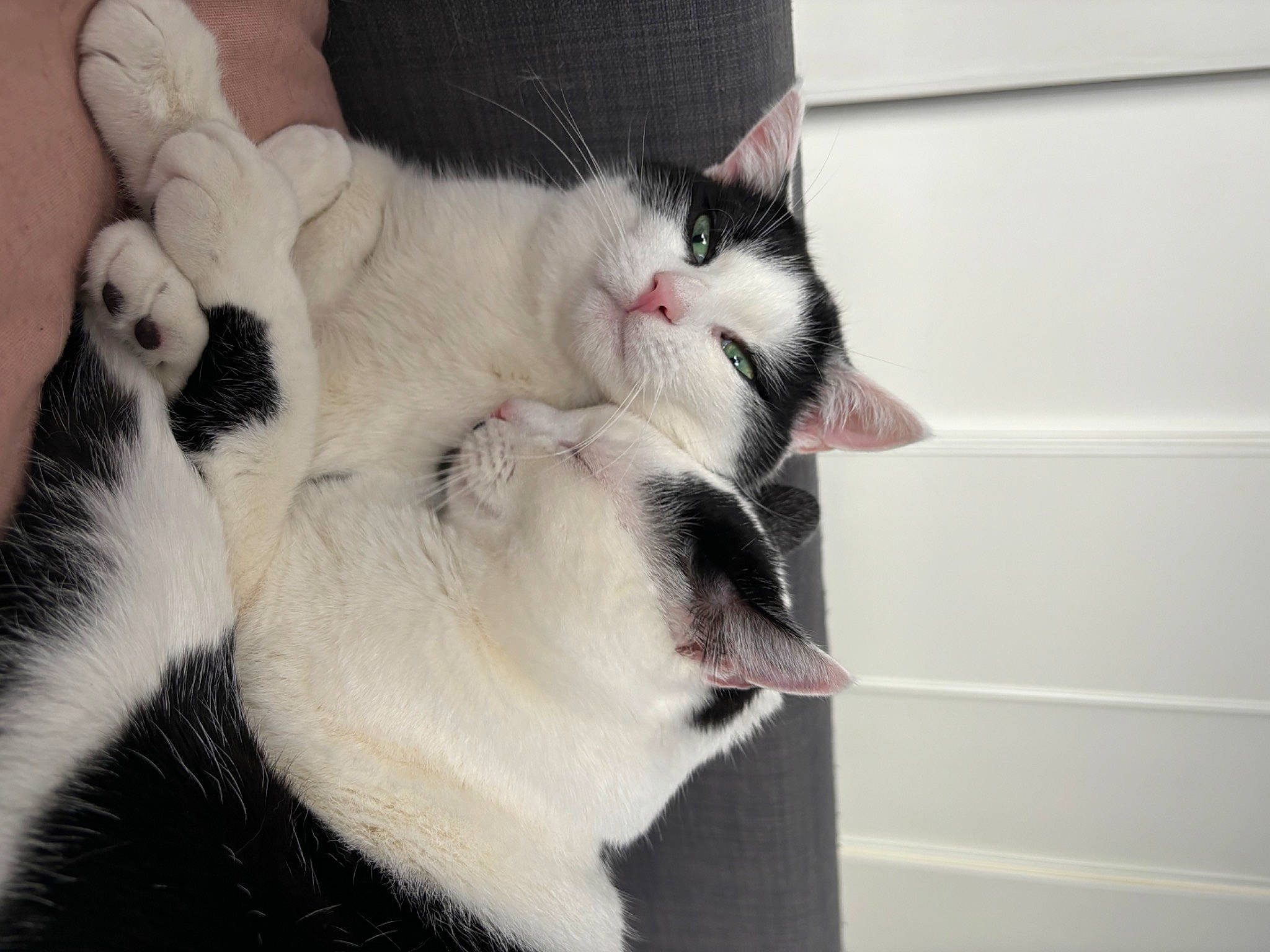 Milou participe au concours pour gagner de l'argent avec cette photo : carnivore, cat, claw, comfort, domestic_short_haired_cat, fang, felidae, fur, nap, paw, small_to_medium_sized_cats, tail, thai, whiskers