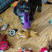 Winston is registered to the contest to win money with this photo: animal, black_dog, carpet, chewing, collar, colorful, cute, dog, floor, indoor, messy, pet, playful, plush_toy, puppy, small_dog, soft_toy, stuffed_animal, toy, wood_floor