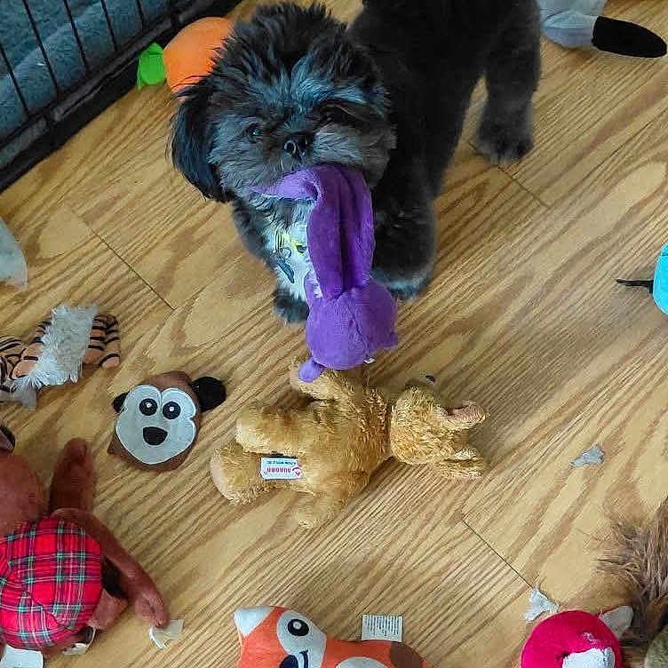 Winston is registered to the contest to win money with this photo: animal, black_dog, carpet, chewing, collar, colorful, cute, dog, floor, indoor, messy, pet, playful, plush_toy, puppy, small_dog, soft_toy, stuffed_animal, toy, wood_floor