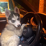 Sia joined the competition — help win amazing prizes! animal, audi, blue_eyes, car, car_interior, cute, dashboard, dog, ears, fur, husky, inside, night, pet, puppy, seat, steering_wheel, vehicle, window, young_dog