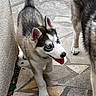 dog, puppy, husky, blue_eyes, tongue_out, walking, stone_path, outdoor, pet, canine, playful, tail_up, two_dogs, side_view, happy, animal, young_dog, fur, ears_up, companion