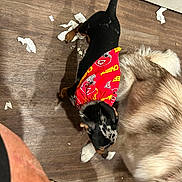 Pretzel is registered to the contest to win money with this photo: animal, bandana, black_dog, canine, companion, cute, dog, domestic_animal, floor, fur, indoor, mess, paper, paw, pet, playful, tail, two_dogs, white_dog, wooden_floor
