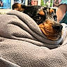 Pretzel joined the competition — help win amazing prizes! background, black, blanket, brown, calm, cozy, dog, ears, expression, face, fur, home, indoor, nose, pet, photographs, snug, soft, texture, wrapped