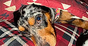 Pretzel joined the competition — help win amazing prizes! animal, black, blanket, brown, closeup, collar, cozy, cute, dog, face, fur, indoor, pattern, pet, plaid, red, resting, snug, texture, white