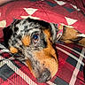 animal, black, blanket, brown, closeup, collar, cozy, cute, dog, face, fur, indoor, pattern, pet, plaid, red, resting, snug, texture, white
