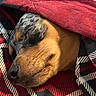 Pretzel is registered to the contest to win money with this photo: animal, black, blanket, closeup, comfort, cozy, cute, dog, fur, indoors, nose, pattern, pet, red, relaxed, rest, sleeping, snout, warm, whiskers