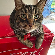 Renji is registered to the contest to win money with this photo: animal, box, cat, closeup, coca_cola, cooler, ears, eyes, face, id_tag, indoor, paws, pet, portrait, red, resting, sunlight, tabby_cat, whiskers, window